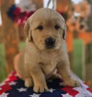 Casper , a male Golden Retriever for sale in Woodburn, IN – 1 of 4