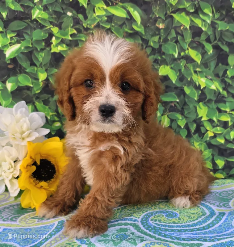 Keegan – Cavapoo puppy for sale in Woodburn, IN