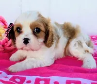 Cora, a female Cavalier King Charles Spaniel for sale in Woodburn, IN – 2 of 4