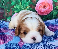 Candy, a female Cavalier King Charles Spaniel for sale in Woodburn, IN – Photo 3 of 4