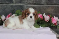 Candy, a female Cavalier King Charles Spaniel for sale in Woodburn, IN – Photo 1 of 4