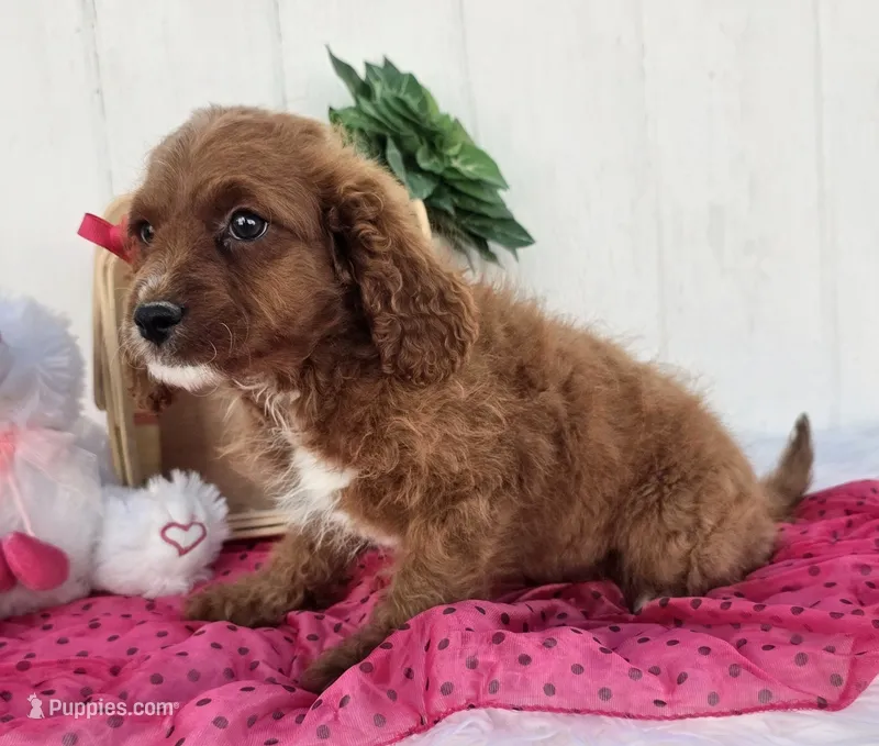 Eleanor  – Cavapoo puppy for sale in Woodburn, IN