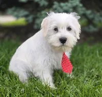 Oliver , a male Miniature Schnauzer for sale in Woodburn, IN – 4 of 4