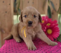 Cutie, a female Goldendoodle for sale in Woodburn, IN – 2 of 4