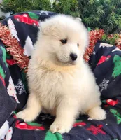Casper, a male Samoyed for sale in Woodburn, IN – Photo 4 of 4