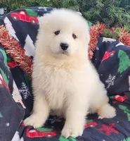 Casper, a male Samoyed for sale in Woodburn, IN – Photo 2 of 4