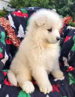Casper, a male Samoyed for sale in Woodburn, IN – Photo 3 of 4