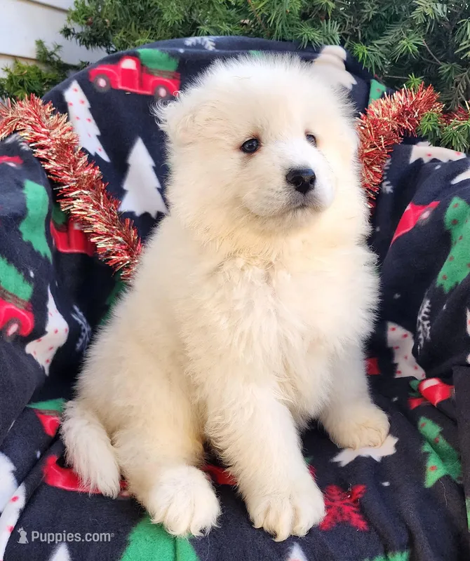 Casper, a male Samoyed for sale in Woodburn, IN – Photo 1 of 4