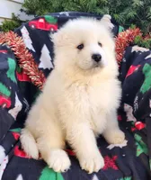 Casper, a male Samoyed for sale in Woodburn, IN – Photo 1 of 4