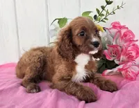 Elaine, a female Cavapoo for sale in Woodburn, IN – 2 of 4