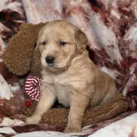 River, a male Golden Retriever for sale in Woodburn, IN – Photo 4 of 4