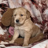 River, a male Golden Retriever for sale in Woodburn, IN – Photo 4 of 4