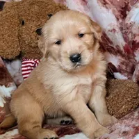 River, a male Golden Retriever for sale in Woodburn, IN – Photo 2 of 4