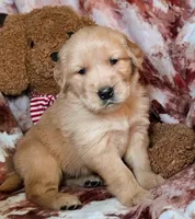 River, a male Golden Retriever for sale in Woodburn, IN – Photo 2 of 4