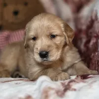 River, a male Golden Retriever for sale in Woodburn, IN – Photo 1 of 4