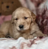 River, a male Golden Retriever for sale in Woodburn, IN – Photo 1 of 4