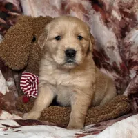 River, a male Golden Retriever for sale in Woodburn, IN – Photo 3 of 4