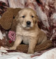 River, a male Golden Retriever for sale in Woodburn, IN – Photo 3 of 4