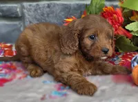 Chia, a female Cavapoo for sale in Woodburn, IN – 1 of 4