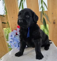 Blue, a male Goldendoodle for sale in Woodburn, IN – 2 of 4
