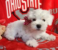 Frozen, a female Miniature Schnauzer for sale in Woodburn, IN – Photo 1 of 4
