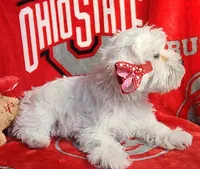 Frozen, a female Miniature Schnauzer for sale in Woodburn, IN – Photo 4 of 4