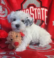 Frozen, a female Miniature Schnauzer for sale in Woodburn, IN – Photo 3 of 4