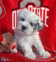 Frozen, a female Miniature Schnauzer for sale in Woodburn, IN – Photo 2 of 4