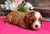 Emma, a female Cavapoo for sale in Woodburn, IN – 3 of 4