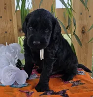 Chico, a male Goldendoodle for sale in Woodburn, IN – 3 of 4
