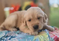 Sass, a female Golden Retriever for sale in Woodburn, IN – 3 of 3