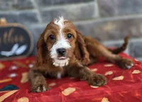 Elaine, a female Cavapoo for sale in Woodburn, IN – 2 of 3