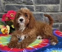 Korbin, a male Cavapoo for sale in Woodburn, IN – 3 of 3