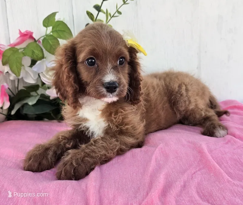 Elaine – Cavapoo puppy for sale in Woodburn, IN