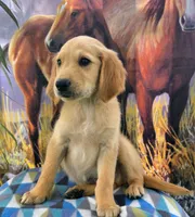 Mochie , a male Goldendoodle for sale in Woodburn, IN – 2 of 3