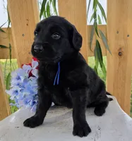 Blue, a male Goldendoodle for sale in Woodburn, IN – 3 of 4