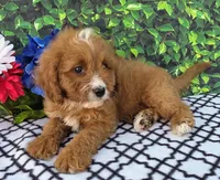 Korbin, a male Cavapoo for sale in Woodburn, IN – 2 of 3