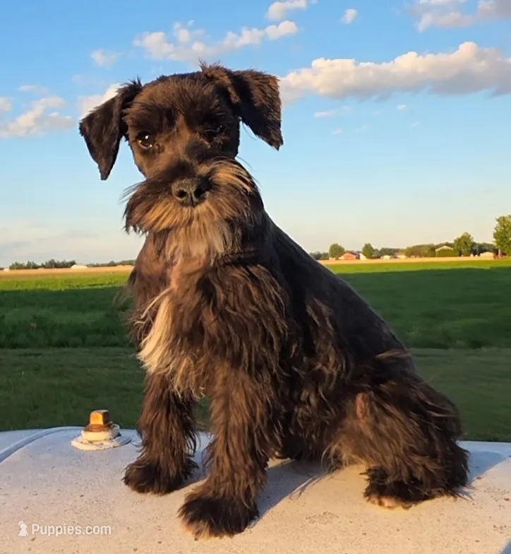 Sassy – Miniature Schnauzer puppy for sale in Woodburn, IN