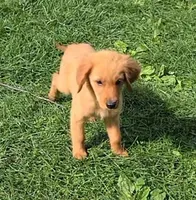 Cutie, a female Goldendoodle for sale in Woodburn, IN – 2 of 3