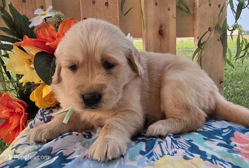 Sass – Golden Retriever puppy for sale in Woodburn, IN