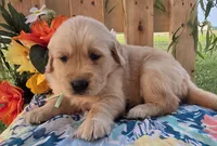 Sass, a female Golden Retriever for sale in Woodburn, IN – 1 of 3