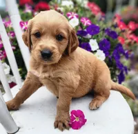 Oklahoma, a female Goldendoodle and Golden Retriever for sale in Woodburn, IN – Photo 2 of 4