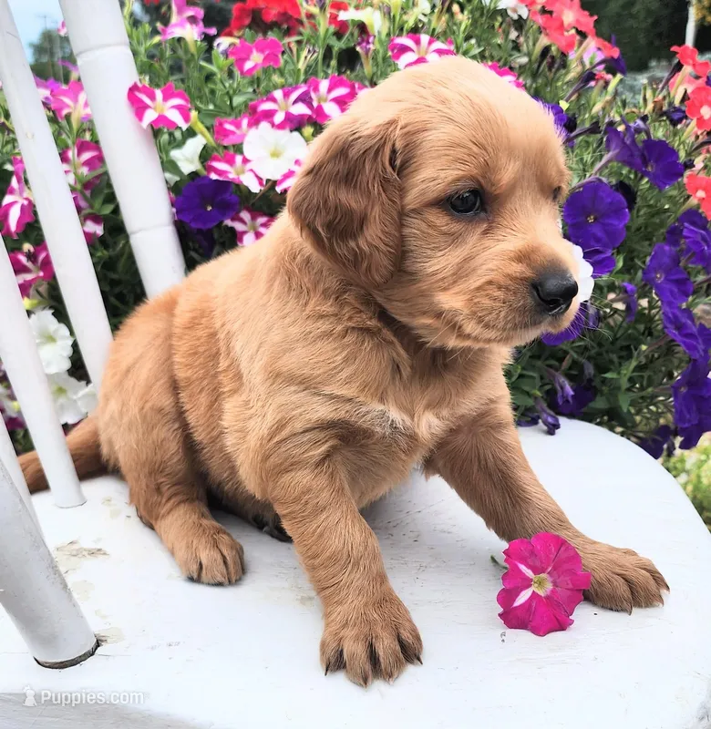 Oklahoma, a female Goldendoodle and Golden Retriever for sale in Woodburn, IN – Photo 1 of 4