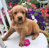 Oklahoma, a female Goldendoodle and Golden Retriever for sale in Woodburn, IN – Photo 3 of 4