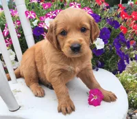 Oklahoma, a female Goldendoodle and Golden Retriever for sale in Woodburn, IN – Photo 4 of 4