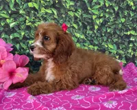 Elsa , a female Cavapoo for sale in Woodburn, IN – 3 of 3