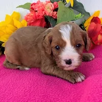 Kayla, a female Cavapoo for sale in Woodburn, IN – 2 of 3