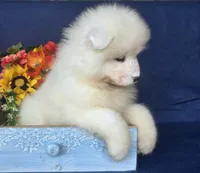 River, a male Samoyed for sale in Woodburn, IN – 3 of 4