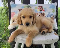 Chico, a male Goldendoodle for sale in Woodburn, IN – 2 of 3