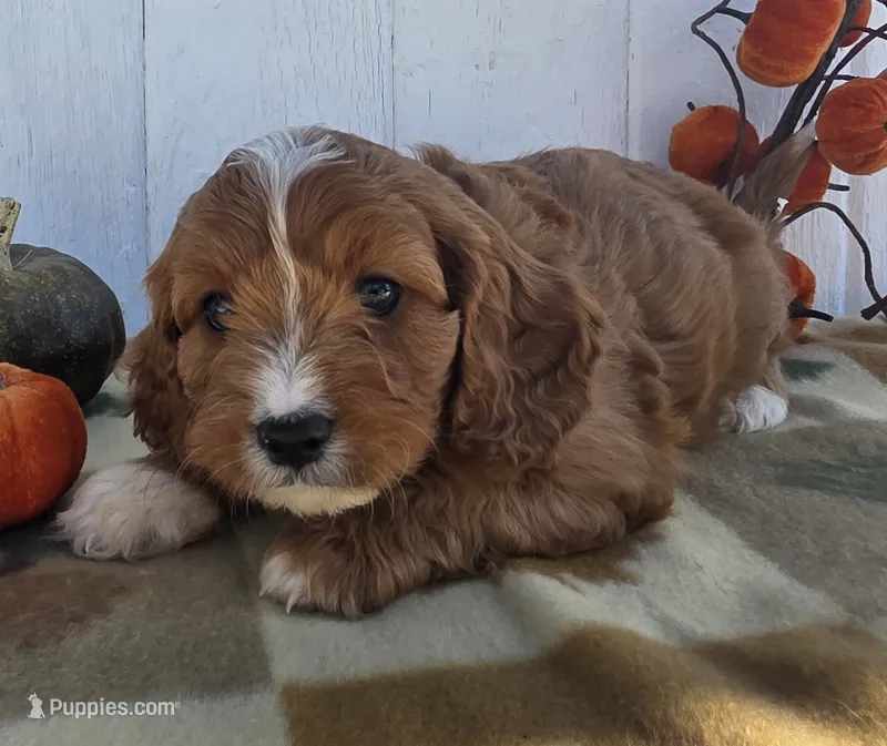 Maple – Cavapoo puppy for sale in Woodburn, IN